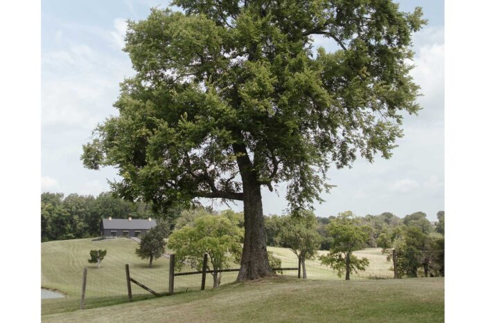 big tree with the wedding barn behind it
