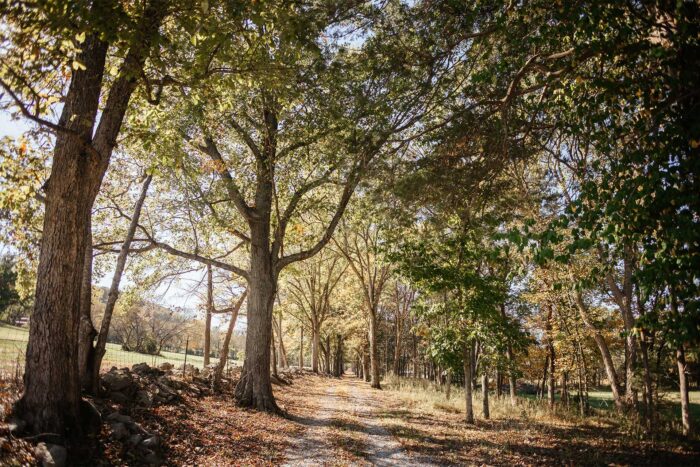 off road trail with trees