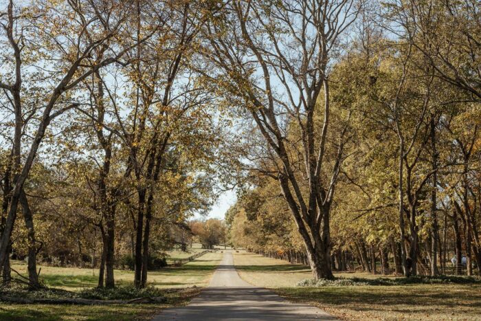 View of the road to the barn with trees on either side.