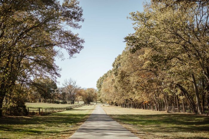 View of the road to the barn with trees on either side.