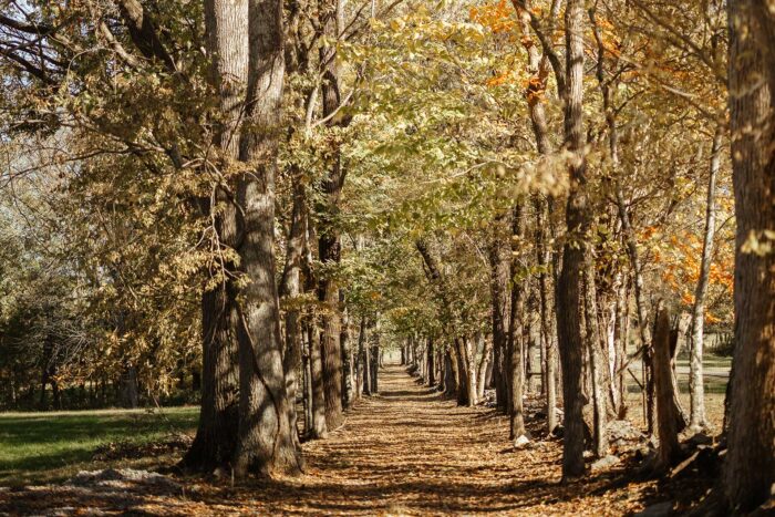 Row of trees